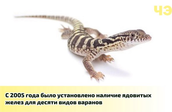 Разнообразные вараны | Пикабу