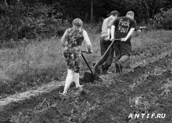 Когда картоха поднапрягла