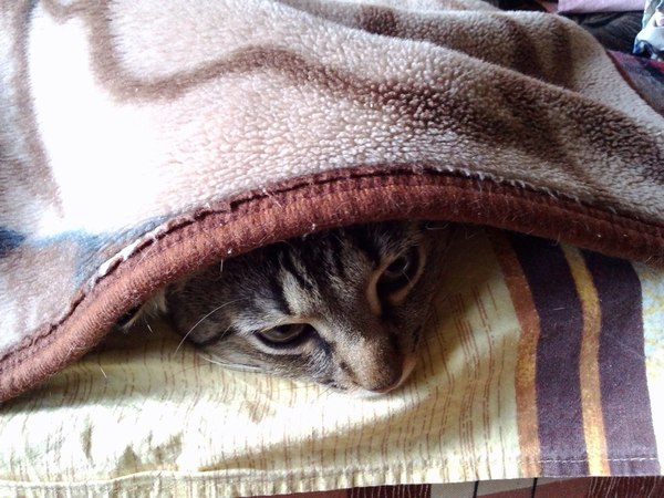 �������...)