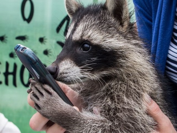 Когда твоя девушка очень любопытная