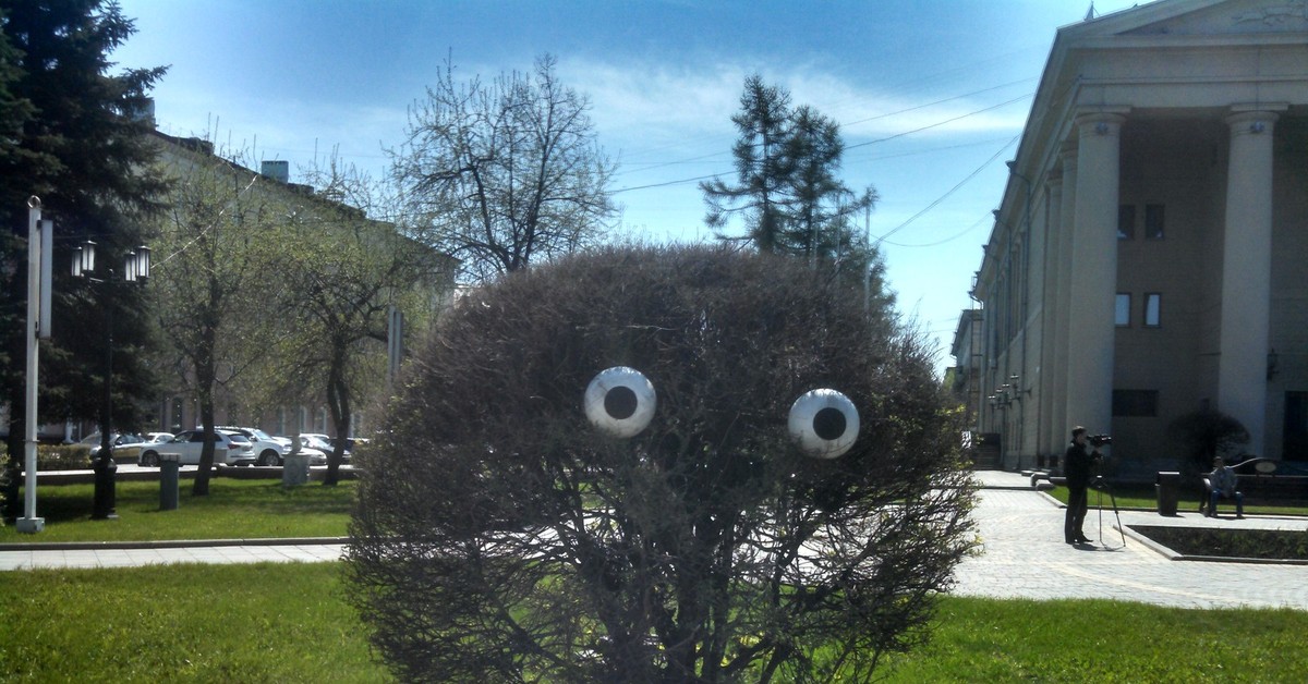 дерево с глазками. кэрол каваларис кошки. темный лес со светлячками. снайпер в засаде. куст с глазами.