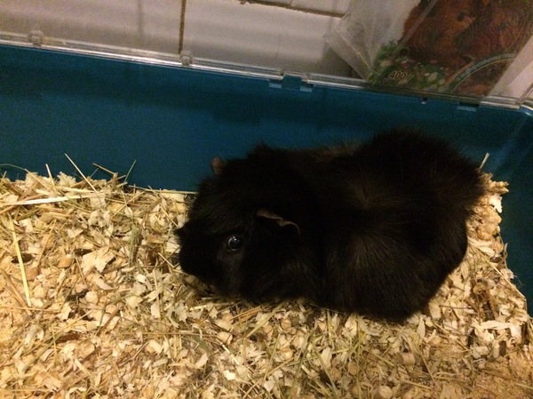 Честно говоря он в ах@е