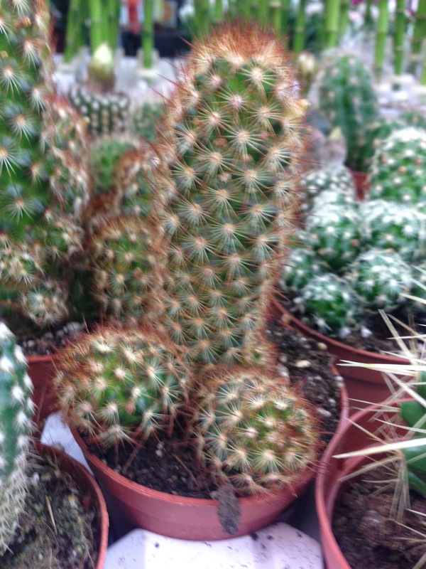 ������ ��� ������, ������ ����������