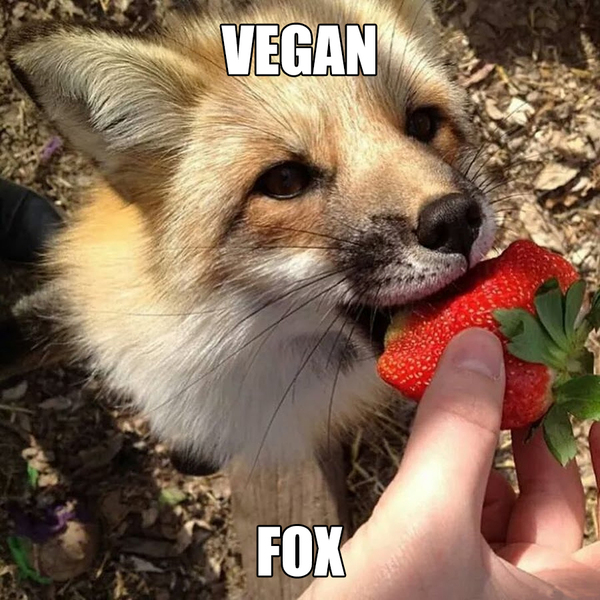Vegan Fox