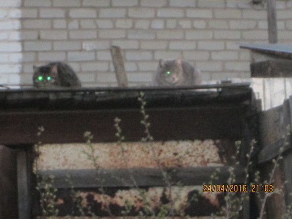 �������� O_o