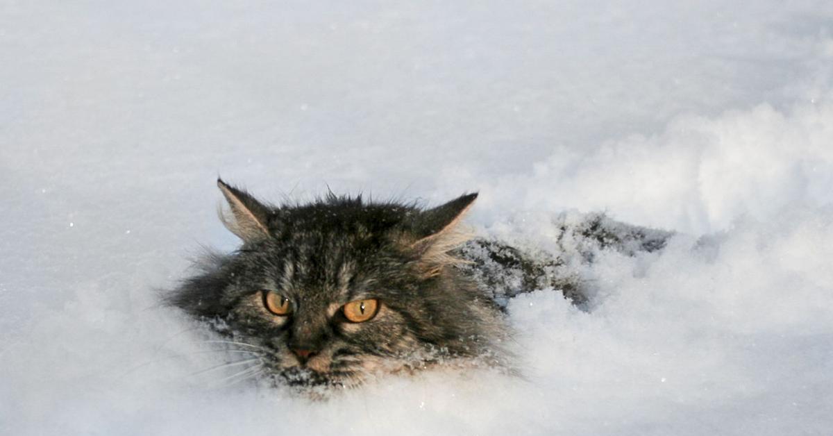 Злой зима. Кот в сугробе. Злой кот в снегу. Котик в пургу. Кот под снегом.