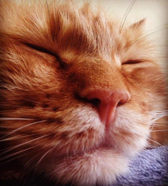 ����� ���