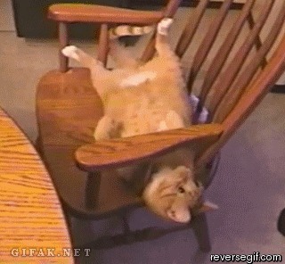 - Барсик, кушать! Кот, Гифка, Жопа
