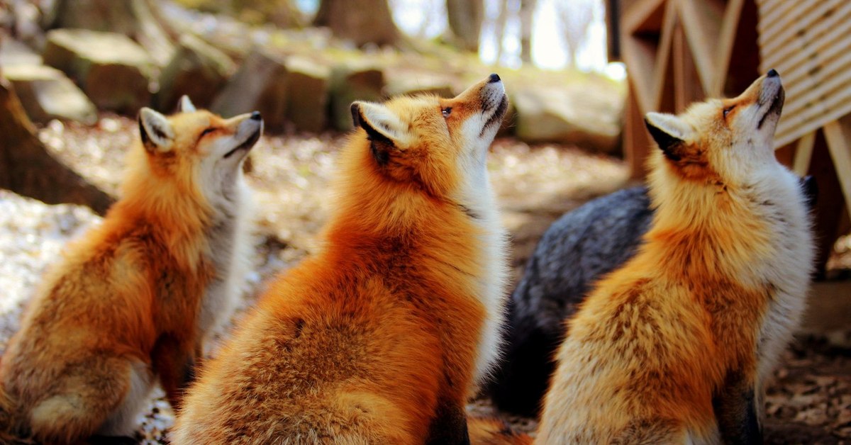Those are foxes. Три лисы. Стая Лис. Лиса много. Семья лисиц.