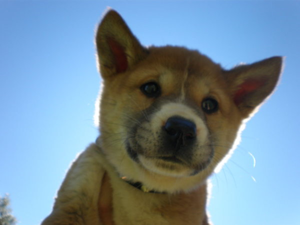 Щенок динго!)