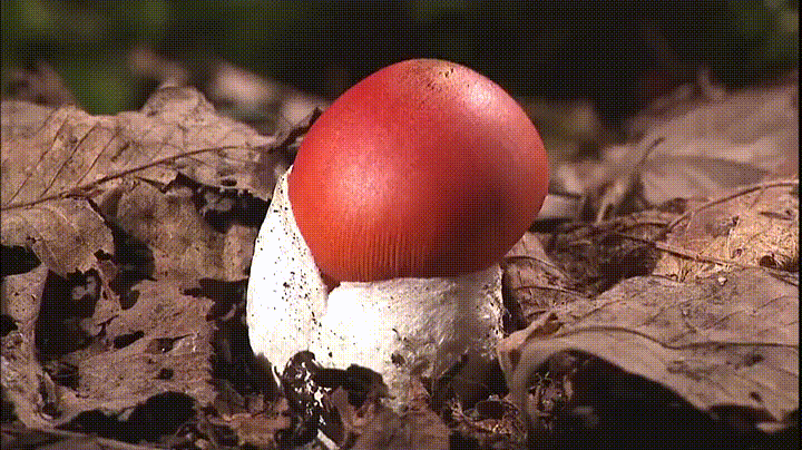 eggie