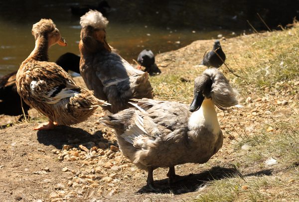 Утка с шикарной шевелюрой