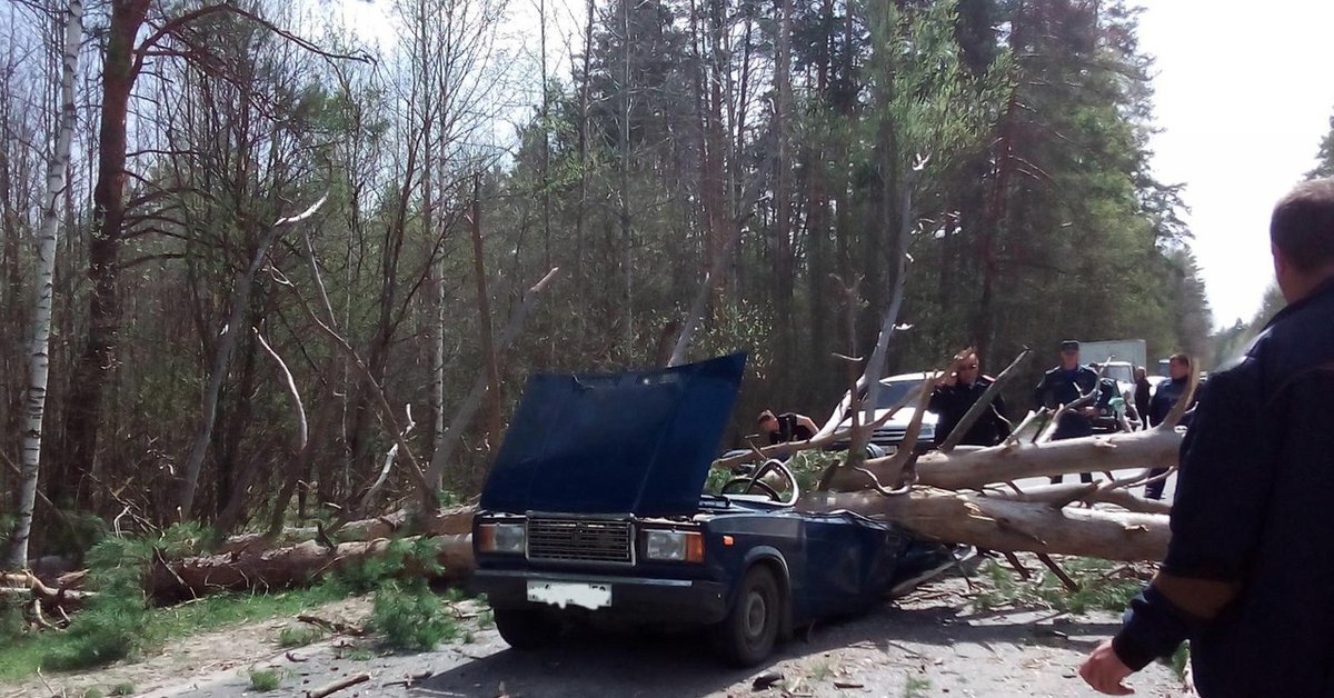 Дерево упало на дорогу