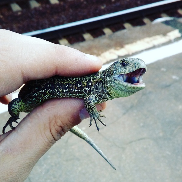 Шикарную ящерку вам в ленту!