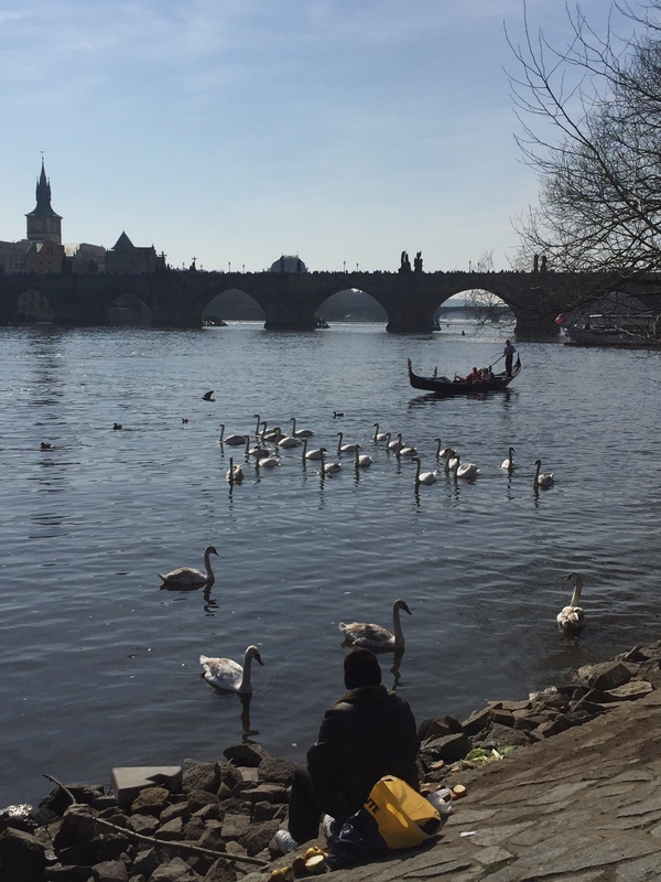 Дрессированные лебеди