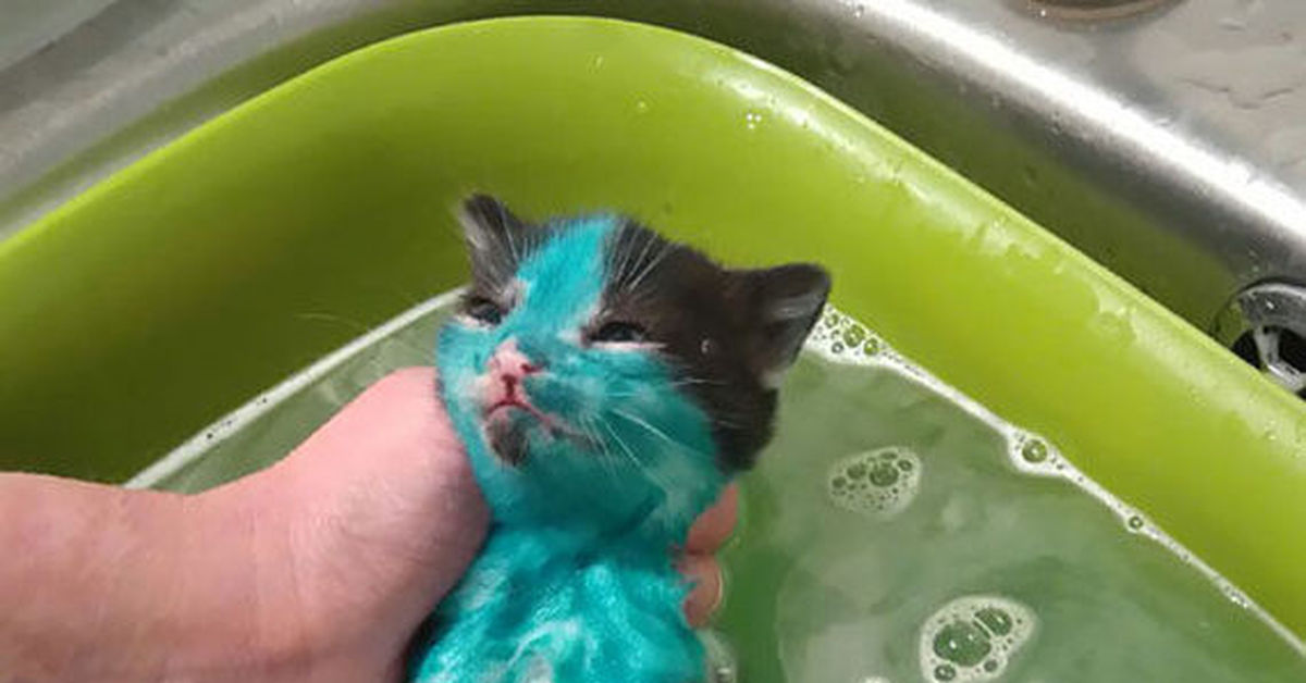 Можно купать котов. Кот в ванне. Мытье кошки. Мытый котенок. Кот моется.