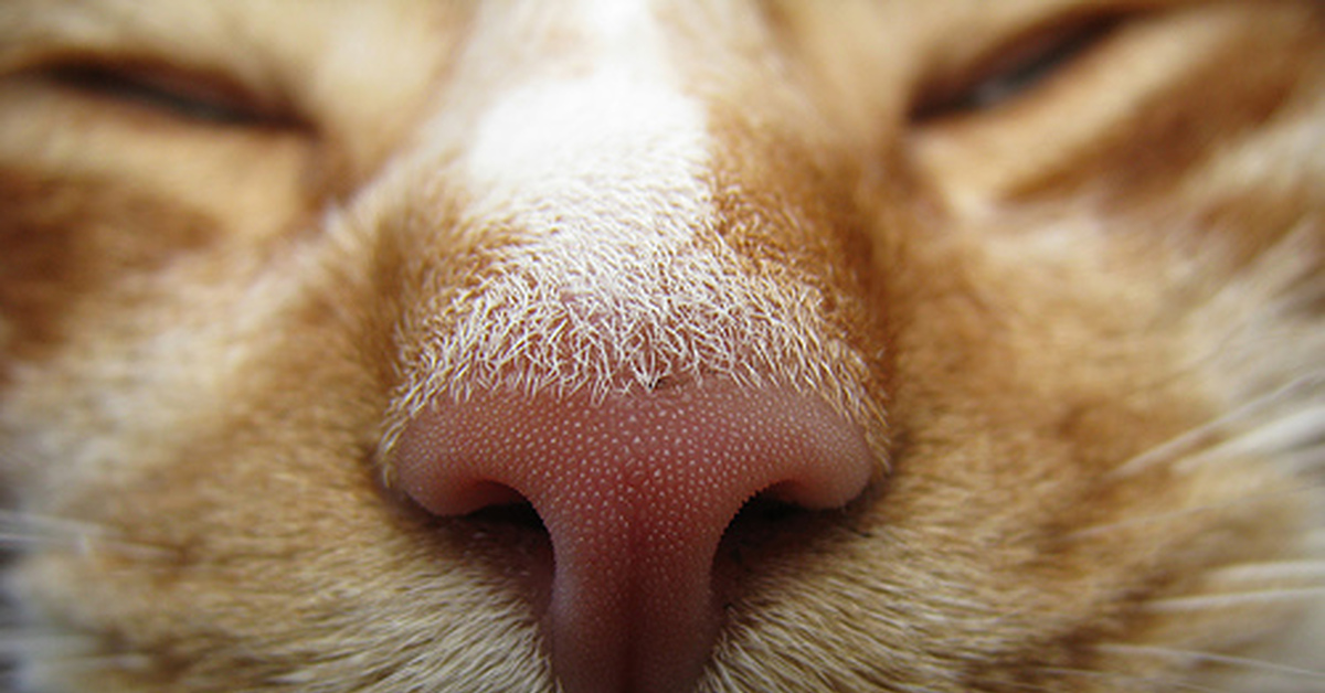 Горячий нос у кота что это. Горячий нос у кота что это. Горячий нос у кота что это. Горячий нос у кота что это. Горячий нос у кота что это.