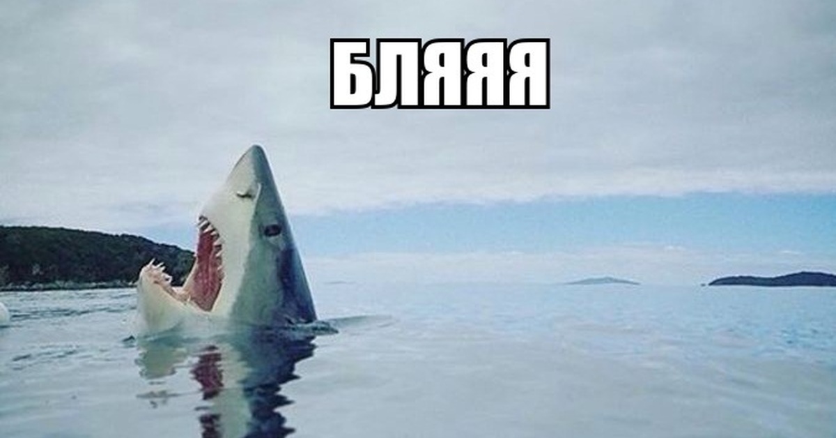 Картинка с акулой про зону комфорта