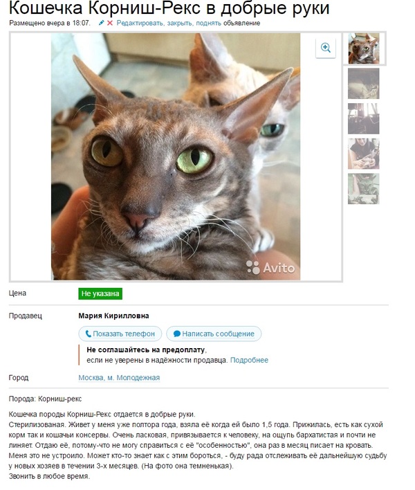 Кошечка Корниш-Рекс в добрые руки
