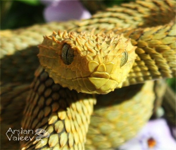    (Atheris squamigera) , ,  , , , , 