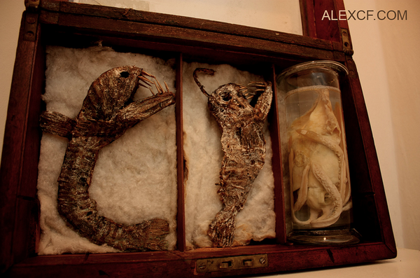 В подвале старого лондонского особняка нашли тела странных существ Интересное, Лондон, Непознанное, Томас Мерлин, Длиннопост