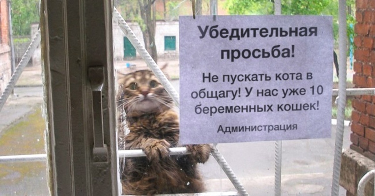 Животные в общежитии. Кота не пускать. Не пускайте кота в общагу. Кота в общагу не пускать. Кота в общежитие не пускать.