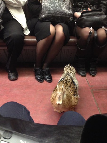 Утка в метро подошла, встала напротив меня и стала смотреть. Как то неловко. Утка, Метро, Неловкость