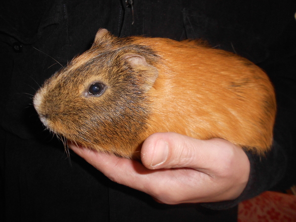 Всвязи с кризисом. Откормил на черный день. 890 грамм!