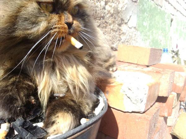 земельном участке запах курева для кота это процесс, результате