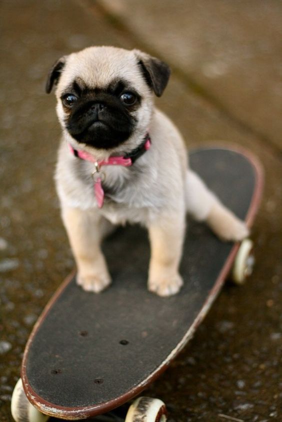 Tony Hawk's Pug Skater | Пикабу