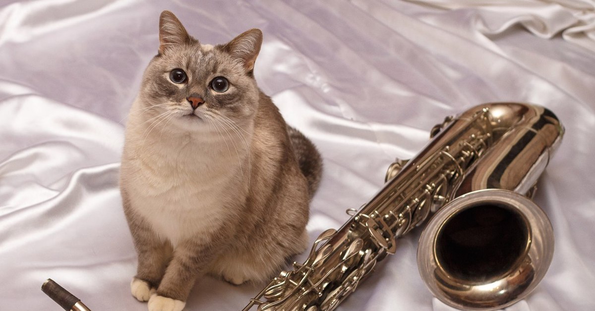 Кота музыкальные инструменты. Кот джаз. Кот с саксофоном. Кот джаз порода. Котики с музыкальными инструментами.