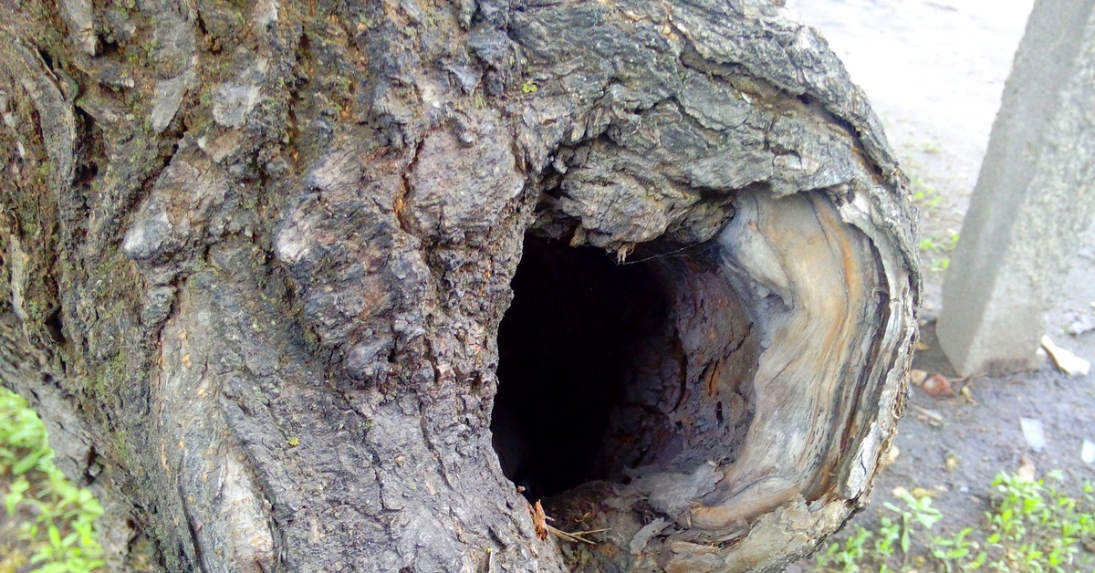 Разьебанная. Дерево с дуплом. Огромное дупло. Большое дупло в дереве. Ствол дерева с дуплом.