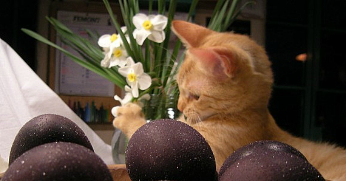 Яйца крашенные в вине красном. Кот и Пасха. Пасхальный кот. Пасха котики. Кот и пасхальные яйца.