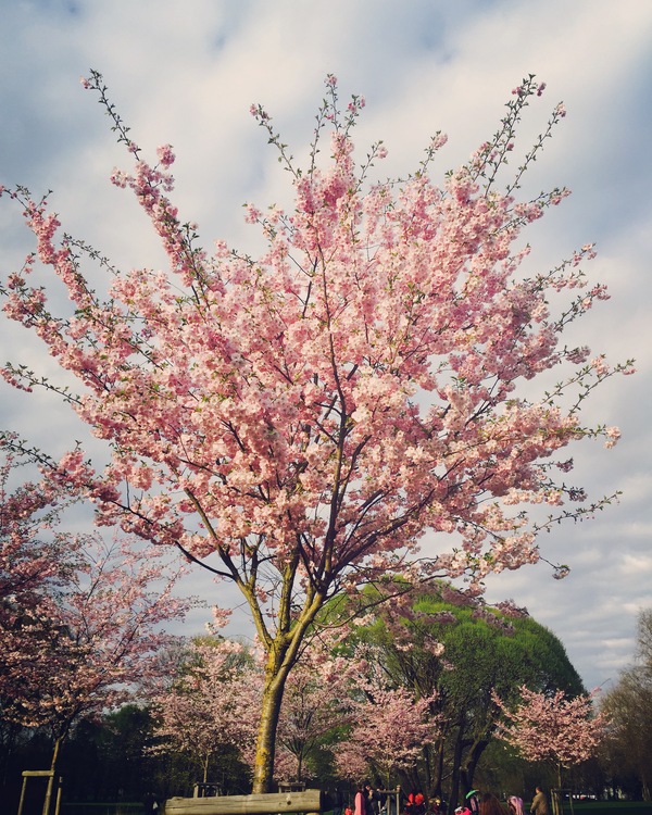 В Риге расцвела сакура