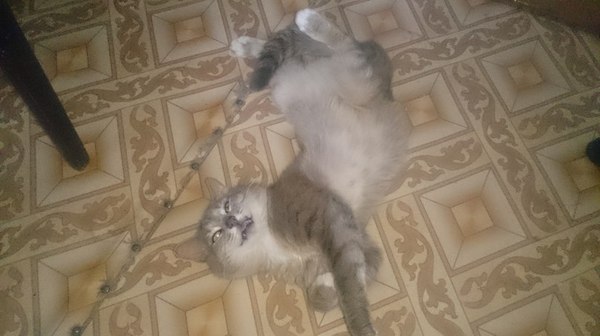 Чокнутый кот