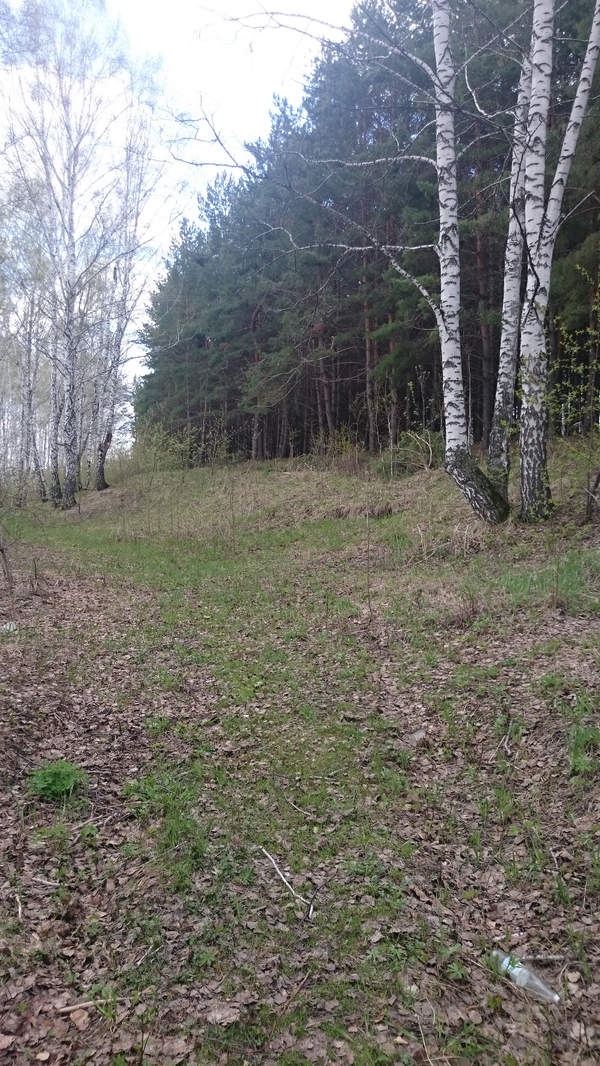 Весна в сибирском лесу