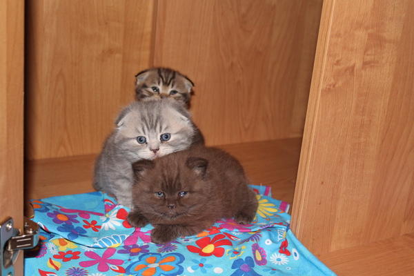 Зяблики Пестрожопые Вислоухие Среднерусские Обыкновенные.