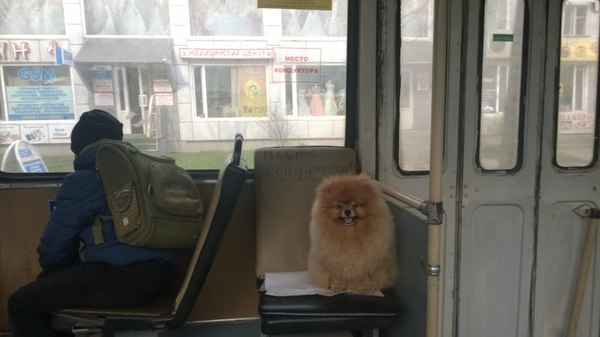 Кондуктор моей мечты ;)