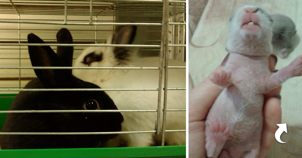 Быстрый рост кролика. Новорожденные крольчата 2 недели.