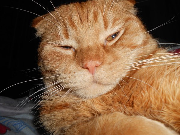 This is how he always looks when he wakes up (the cat that drank all night) - My, cat, Sleepy cat, Drunk, Redheads