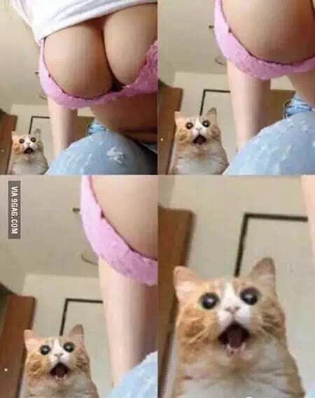 When even the cat is shocked...) - NSFW, cat, Boobs, 9GAG, Wow, Tag