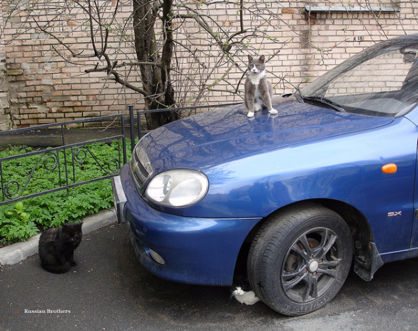 Иди мимо.. человек