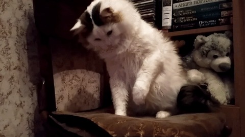 ААААА! Линейка! Кот, Линейка, Милота, Гифка