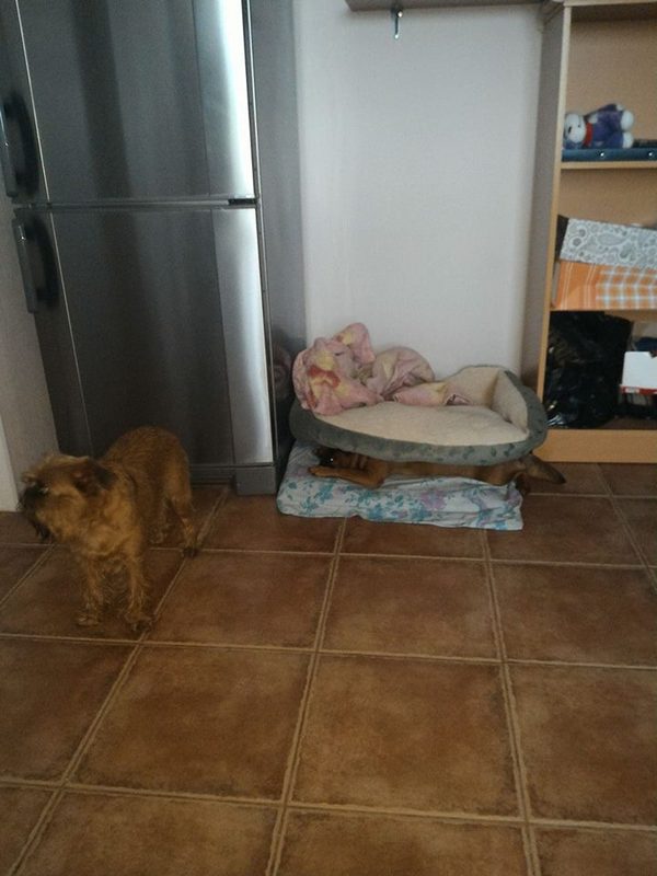 Найди вторую собаку