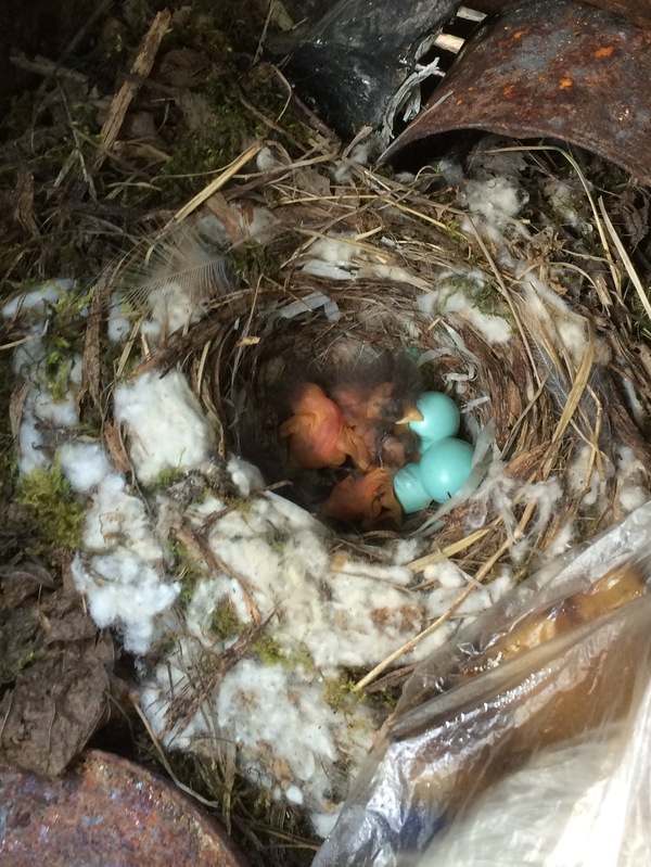 Захват мангала. Природа, Гнездо, Птицы, Мангал, Длиннопост