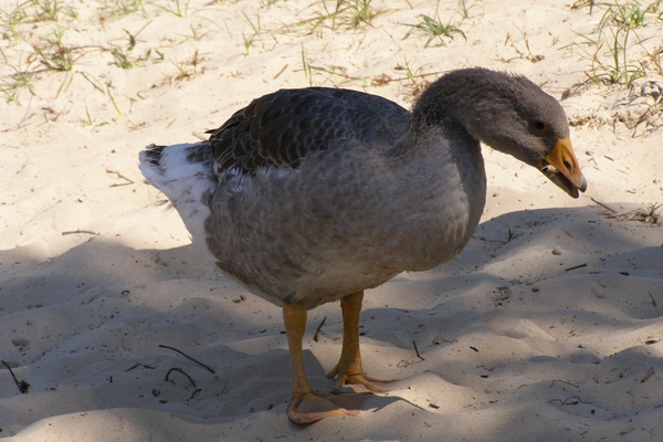 ������� ����