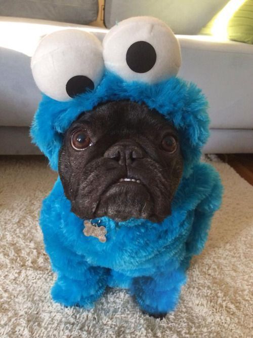       Cookie Monster, , , 