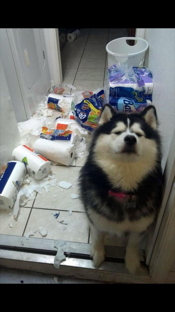 Что? Я всего лишь охранял, оно само!