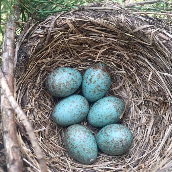 У меня тоже есть яйца