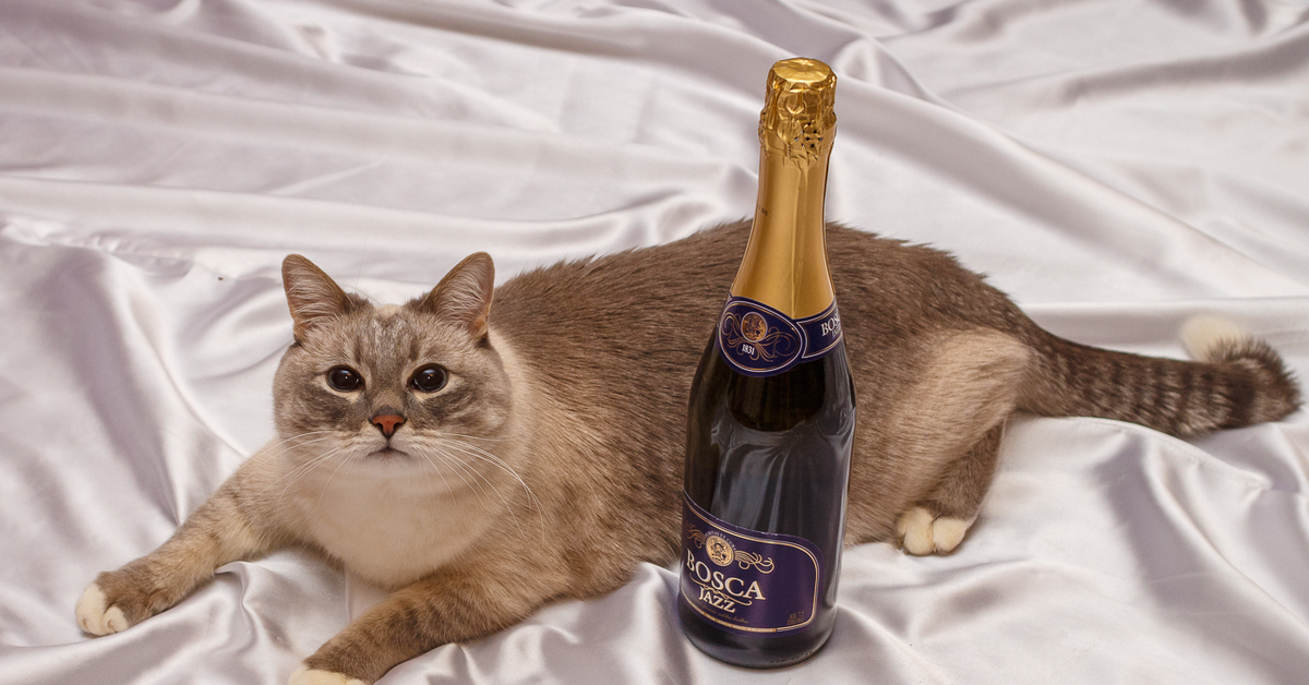 Прикольное шампанское. Кот и шампанское. Коты шампанское. Шампанское для кошек. Котик с шампанским.